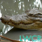 Crocodile Live Wallpaper mobile app icon