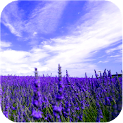 Lavender HD live wallpapers 1.0 Icon