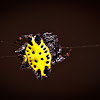 Spiny orbweaver spider (yellow)