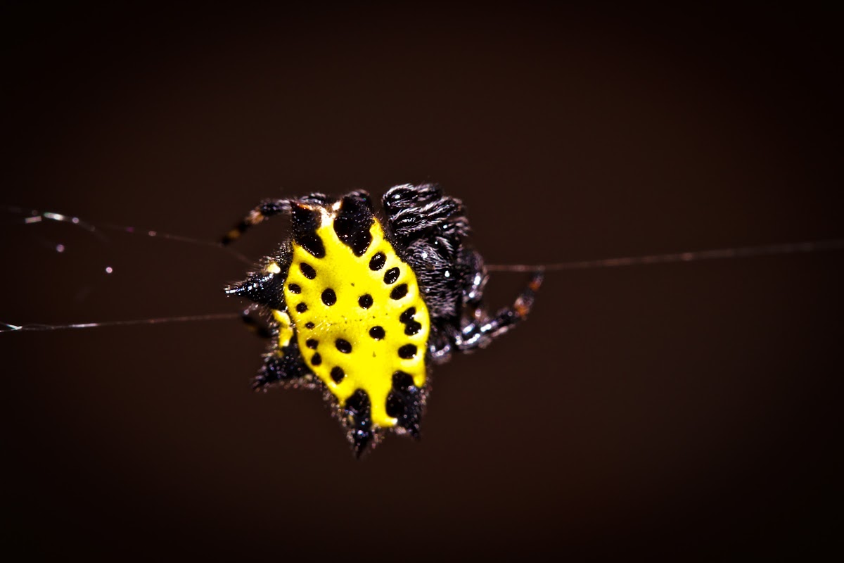 Spiny orbweaver spider (yellow)