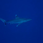 Silvertip Shark