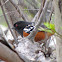 Spotted Towhee