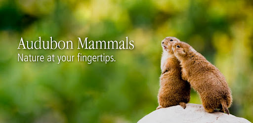 Audubon Mammals -  apk apps