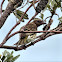 Could either be a juvenile Little Wattlebird or Striped Honeyeater