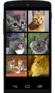 Cat Sounds for Cat(圖5)-速報App