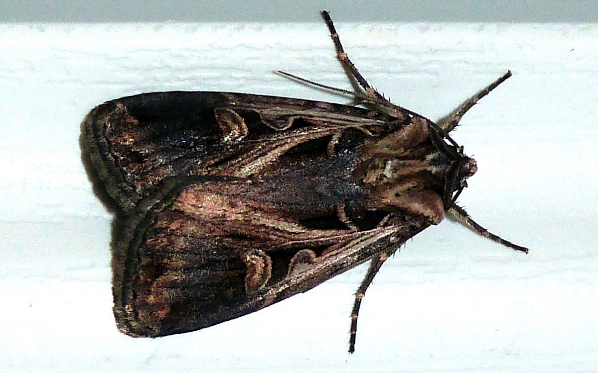 Master's Dart Moth