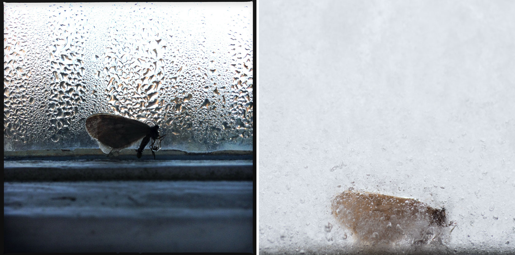 Moth slowly frozen, None