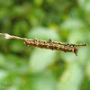 Biblidinae caterpillar (Early instar)