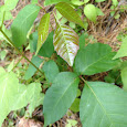 Poison Ivy Spotting