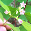 Spreading Dogbane