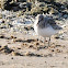 Sanderling