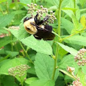 Bumblebee (Bombus sp.)