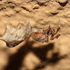 Feather legged spider with egg sac