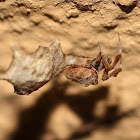Feather legged spider with egg sac