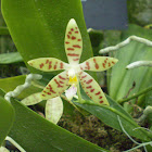 Phalaenopsis pallens var. pallens
