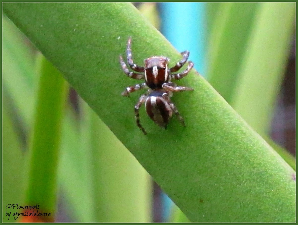 Chalcotropis Jumping Spider