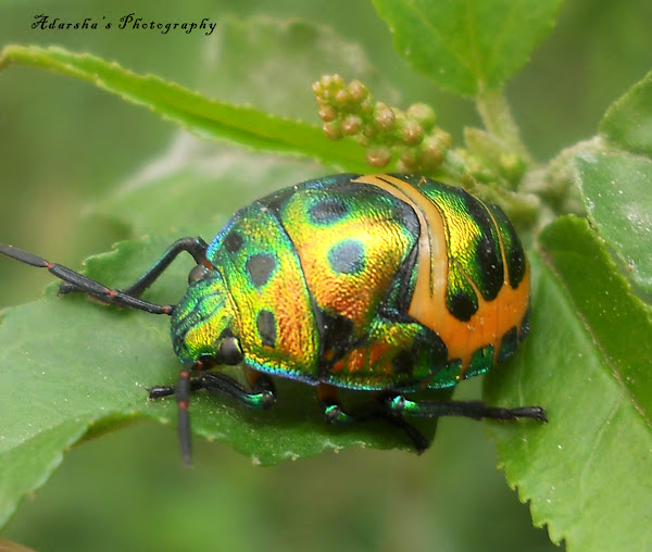 Jewel Bug Nymph | Project Noah