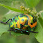 Jewel Bug Nymph