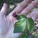 Wild black raspberry