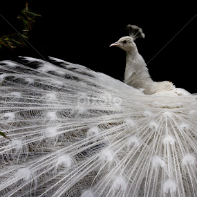 Pretty in White by Tracy Rautenbach - Animals Birds