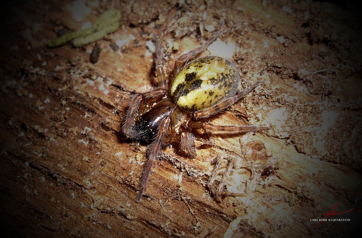 juvenile spider