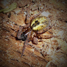 juvenile spider