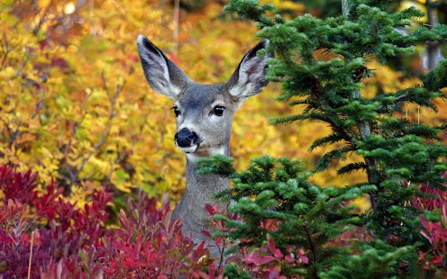 Deer Wallpaper Screenshots 3