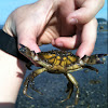 Green Crab