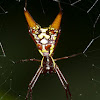 Arrow-shaped Orb-weaver Spider