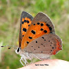 American Copper Butterfly