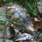 Eastern Box Turtle