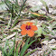 Scarlet Pimpernel