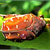 Cetoniine Beetle, Fruit and Flower Chafer