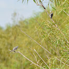 Blue-gray Gnatcatchers (2)