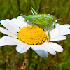 Great Green Bush-Cricket nymph