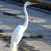 Eastern Great Egret