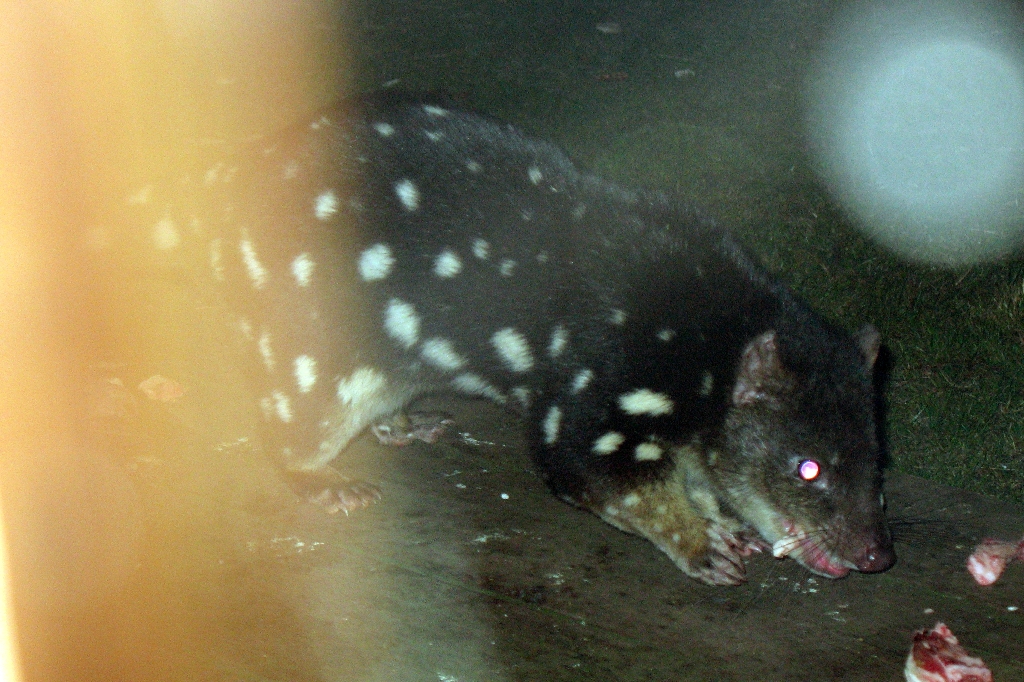 Spotted-tail Quoll