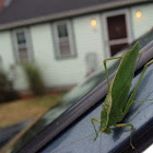 Northern Bush Katydid (male)