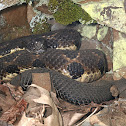 Timber Rattlesnake