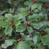 Meadow Holly, also called