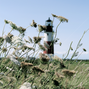 by Mady Sieracki - Flowers Flowers in the Wild