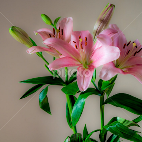 _-2.jpg by Harry Rutland - Uncategorized All Uncategorized