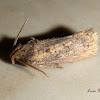 Tubeworm Moth