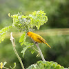 Sicalis coronado - Saffron finch