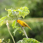 Sicalis coronado - Saffron finch