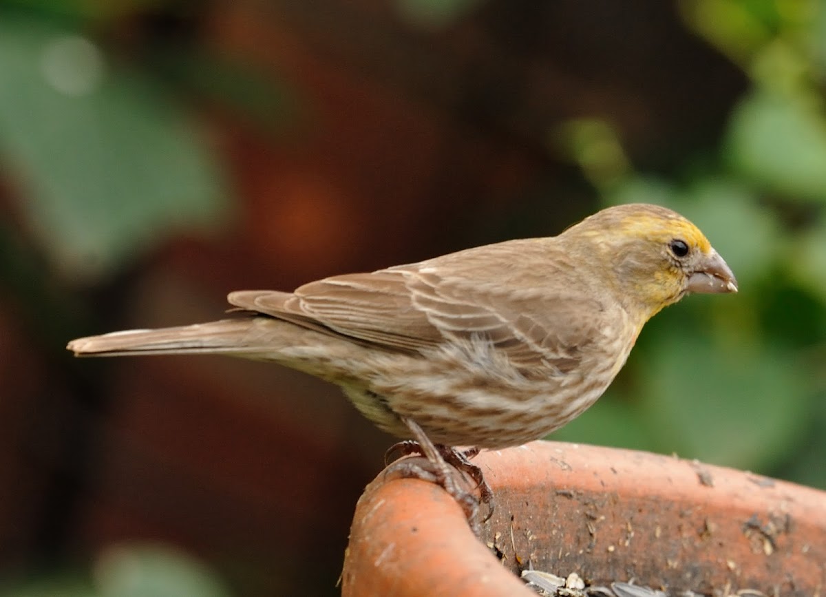 House Finch (yellow variant)