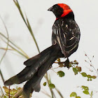 Red-collared widowbird