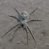 Running Crab Spider