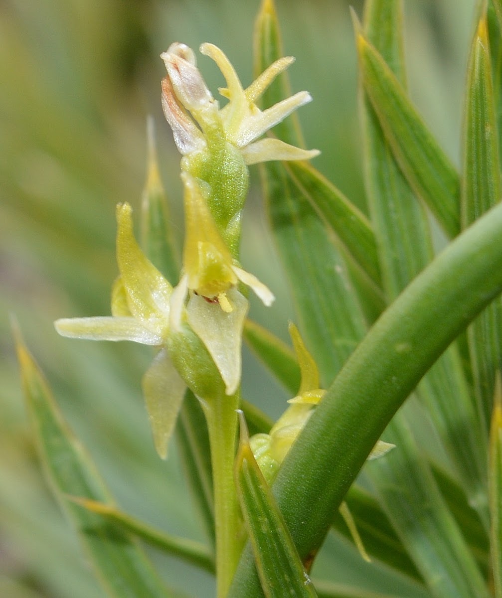 Small Alpine Leek-orchid