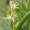 Small Alpine Leek-orchid